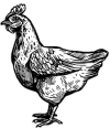 Gallina ponedora de huevos en Rosarito