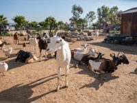 granjita interactiva animales de rancho interactua alimenta divierte niños felices
