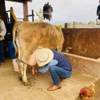 pajaretes leche de vaca bronca recien ordeñada toro bravo desayuno campo rosarito naturaleza