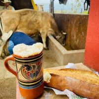 pajaretes un bolillo pal susto frecso campo leche bronca ordeña vaca burra cabra chiva
